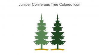 Juniper Coniferous Tree Colored Icon In Powerpoint Pptx Png And Editable Eps Format