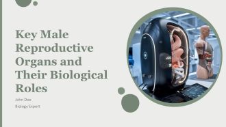 Key Male Reproductive Organs And Their Biological Roles PPT Outline AT