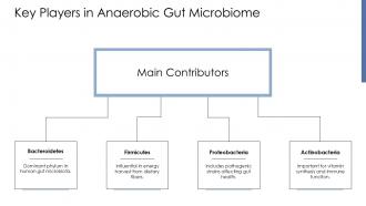 Key Players In Anaerobic Gut Microbiome PPT Sample ACP