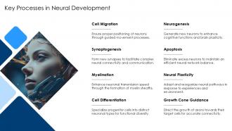 Key Processes In Neural Development Neuroscience PPT Presentation