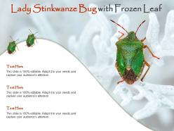 Lady stinkwanze bug with frozen leaf