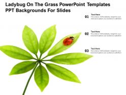 Ladybug on the grass powerpoint templates ppt backgrounds for slides