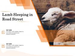 Lamb sleeping in road street