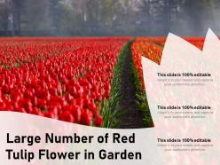 Large number of red tulip flower in garden