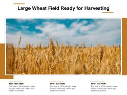 Large wheat field ready for harvesting