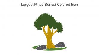 Largest Pinus Bonsai Colored Icon In Powerpoint Pptx Png And Editable Eps Format
