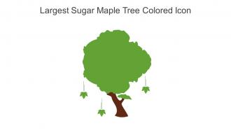 Largest Sugar Maple Tree Colored Icon In Powerpoint Pptx Png And Editable Eps Format