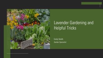 Lavender Gardening And Helpful Tricks PPT Guidelines AT