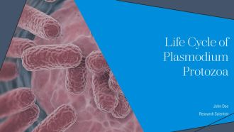 Life Cycle Of Plasmodium Protozoa PPT Graphics AT