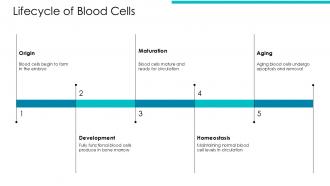 Lifecycle Of Blood Cells Functions In Hematopoiesis PPT Presentation ACP