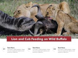 Lion and cub feeding on wild buffalo