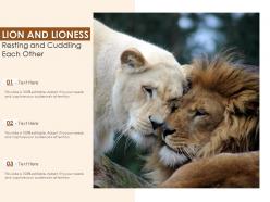 Lion and lioness resting and cuddling each other