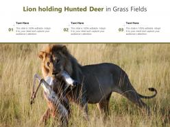 Lion holding hunted deer in grass fields
