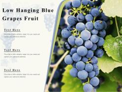 Low Hanging Blue Grapes Fruit