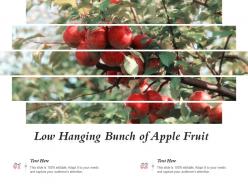Low Hanging Bunch Of Apple Fruit