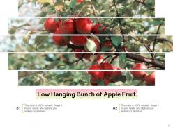 Low Hanging Fruit Sentinel Branch Bunch