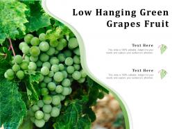 Low hanging green grapes fruit
