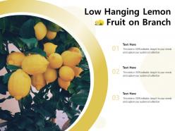 Low hanging lemon fruit on branch