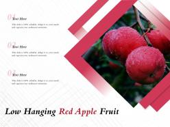 Low Hanging Red Apple Fruit
