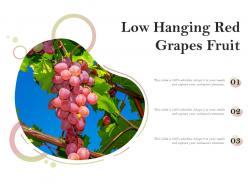 Low hanging red grapes fruit