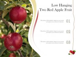 Low Hanging Two Red Apple Fruit