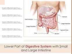 Lower part of digestive system with small and large intestine