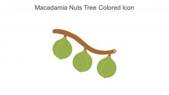 Macadamia Nuts Tree Colored Icon In Powerpoint Pptx Png And Editable Eps Format