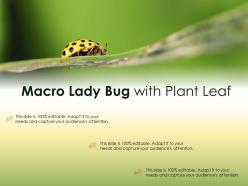 Macro lady bug with plant leaf