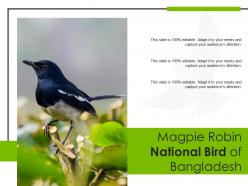 Magpie robin national bird of bangladesh