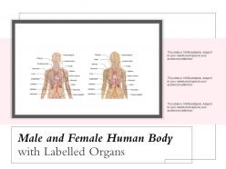 Male and female human body with labelled organs
