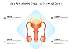 Male reproductive system with internal organs