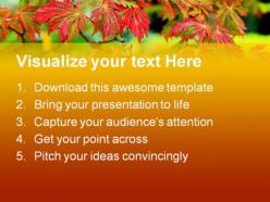 Maple tree nature powerpoint backgrounds and templates 0111