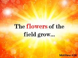 Matthew 6 28 the flowers of the field powerpoint church sermon