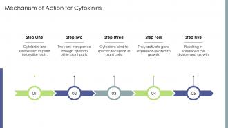 Mechanism Of Action For Cytokinins PPT Sample ST AI SS Mechanism Of Action For Cytokinins PPT Sample ST AI SS