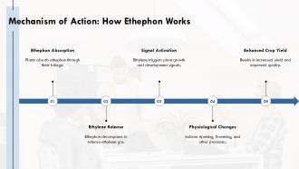 Mechanism Of Action How Ethephon Works PPT PowerPoint ST AI SS Mechanism Of Action How Ethephon Works PPT PowerPoint ST AI SS
