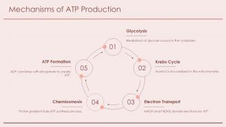 Mechanisms Of ATP Production ATP Synthesis PPT PowerPoint ACP