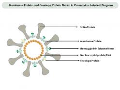 Membrane protein and envelope protein shown in coronavirus labeled diagram