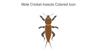 Mole Cricket Insects Colored Icon In Powerpoint Pptx Png And Editable Eps Format