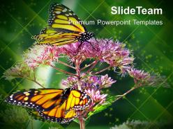 Monarch butterfly flowers nature powerpoint templates ppt themes and graphics 0213