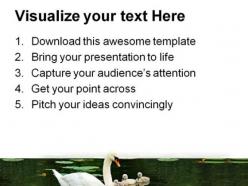 Mother swan with babies family powerpoint templates and powerpoint backgrounds 0911
