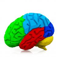 Multicolored brain for health study stock photo