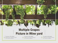 Multiple grapes picture in wine yard