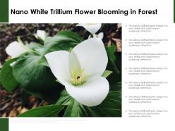 Nano white trillium flower blooming in forest