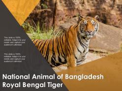 National animal of bangladesh royal bengal tiger