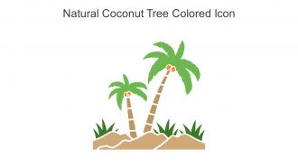Natural Coconut Tree Colored Icon In Powerpoint Pptx Png And Editable Eps Format