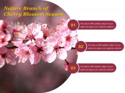 Nature branch of cherry blossom season