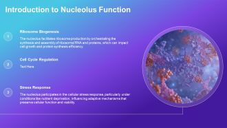 Nucleolus Function And Ribosome Production PPT Mockup AT Multipurpose Aesthatic