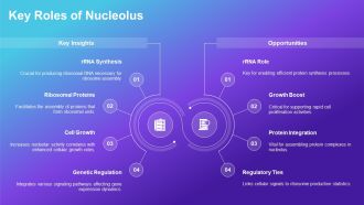 Nucleolus Function And Ribosome Production PPT Mockup AT Captivating Aesthatic