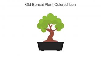Old Bonsai Plant Colored Icon In Powerpoint Pptx Png And Editable Eps Format