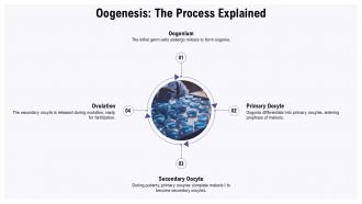 Oocyte Development PPT Sample ACP Multipurpose Informative